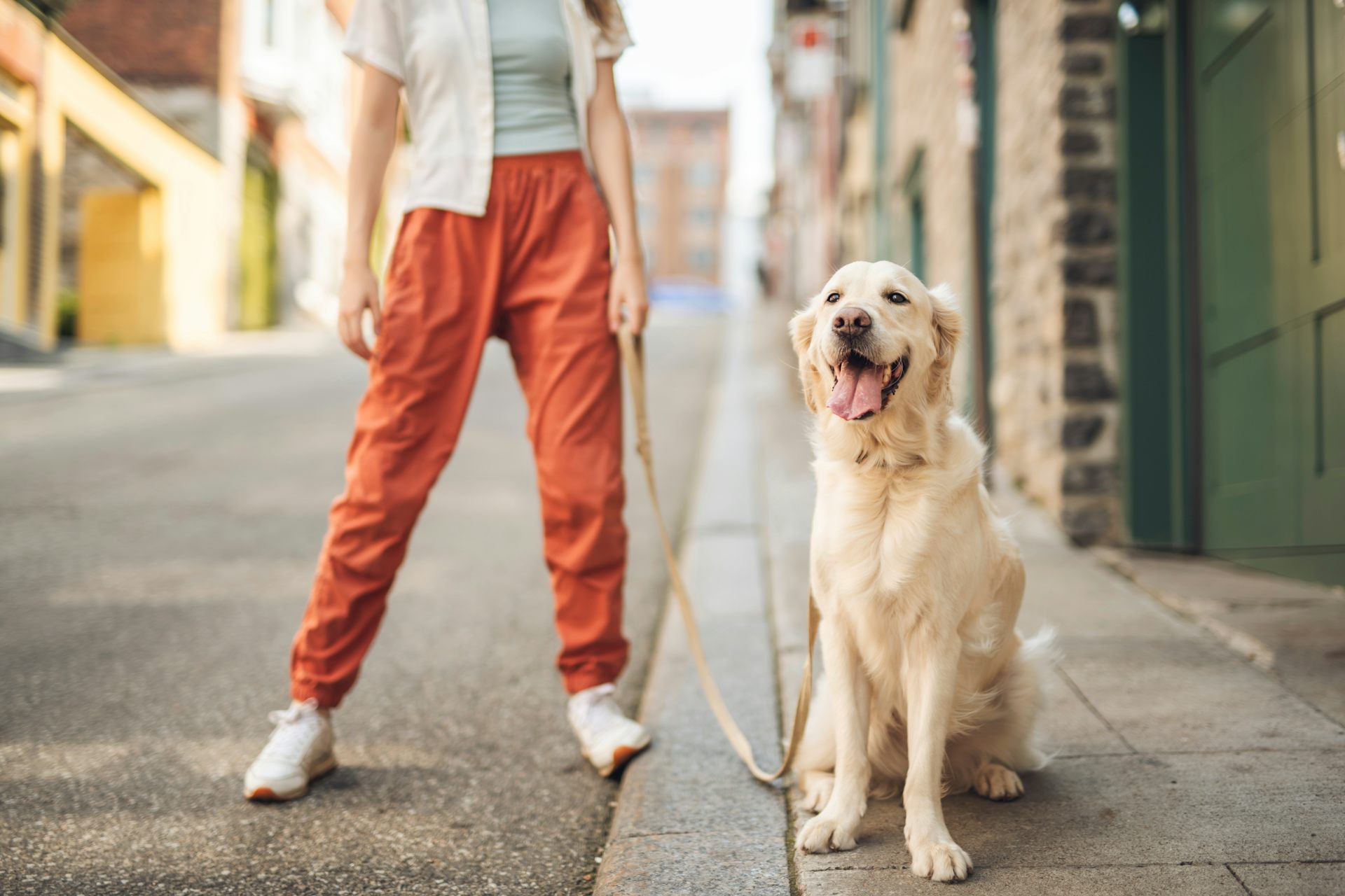 Dog sitting in the street on leash, torso and legs of owner behind