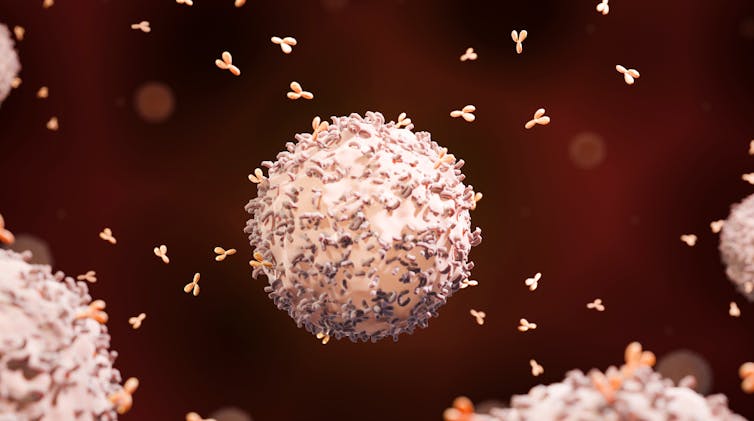 An illustration of a B cell releasing antibodies.