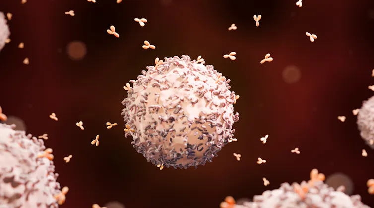 An illustration of a B cell releasing antibodies.