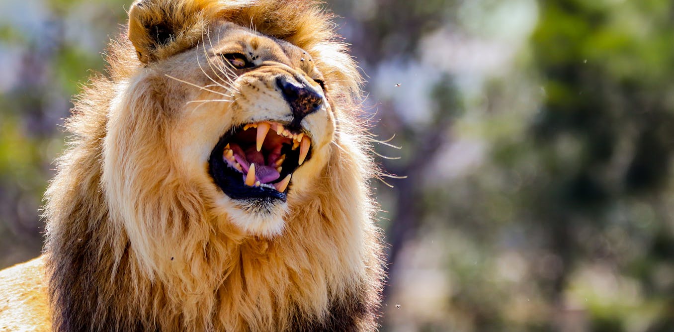 Lions have two types of roar – new research Lions have two types of roar – new research