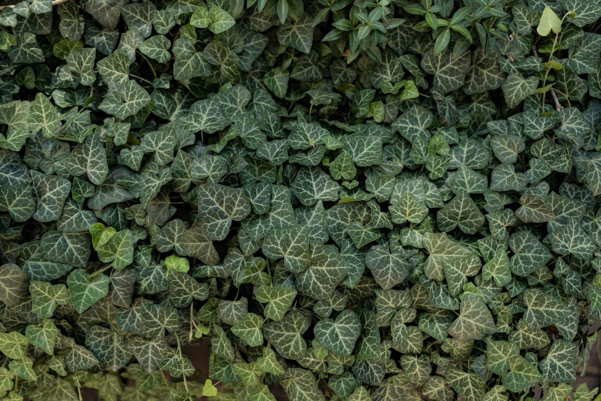 ¿Cuánto peso puede aguantar una hiedra?