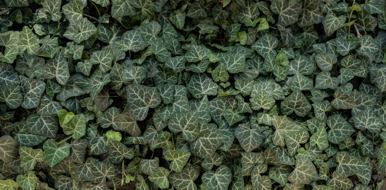 Hiedra trepando por una pared de piedra, ilustrando su capacidad de sujeción y peso
