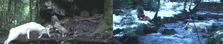 The forests of Grand-Esta within the cinema: a territory that takes root at the display screen 4 file 20251124 56 ji7u0z.png?ixlib=rb 4.1