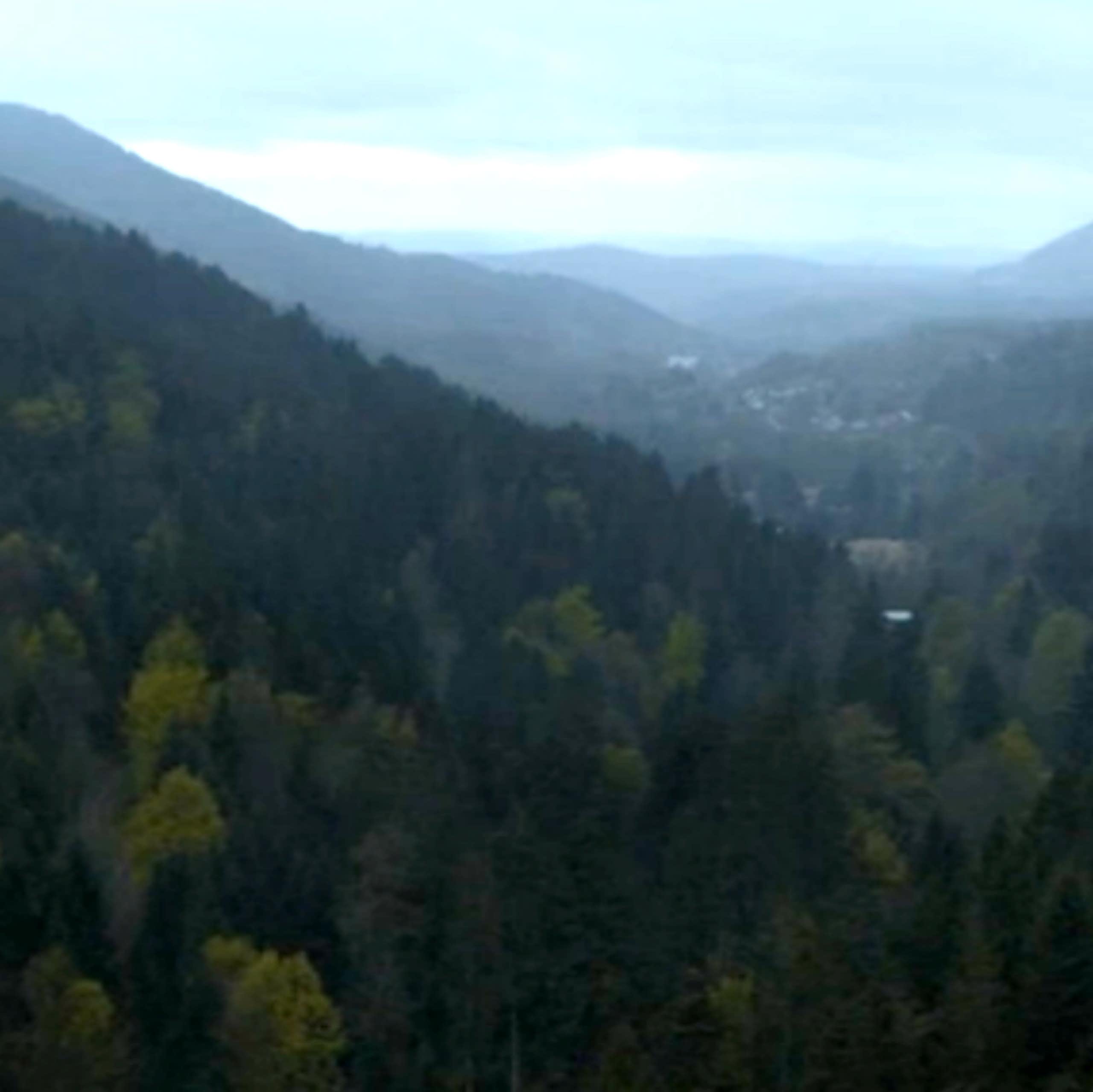 Les forêts du Grand-Est au cinéma : un territoire qui s’enracine à l’écran