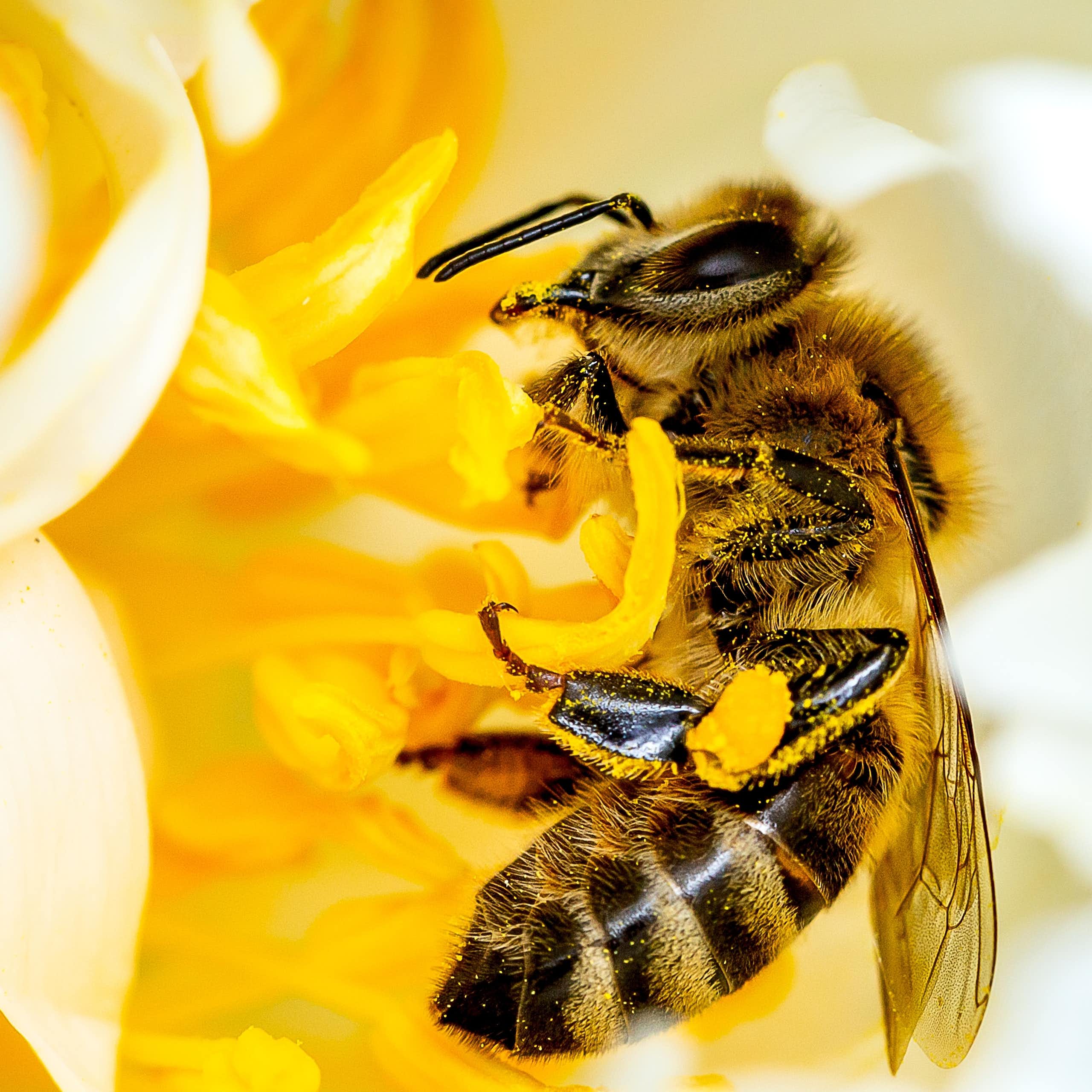 Una universidad colombiana construye “hoteles” para abejas y otros polinizadores