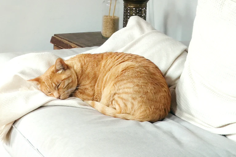 Très beau chat roux dormant sur un plaid sur un canapé