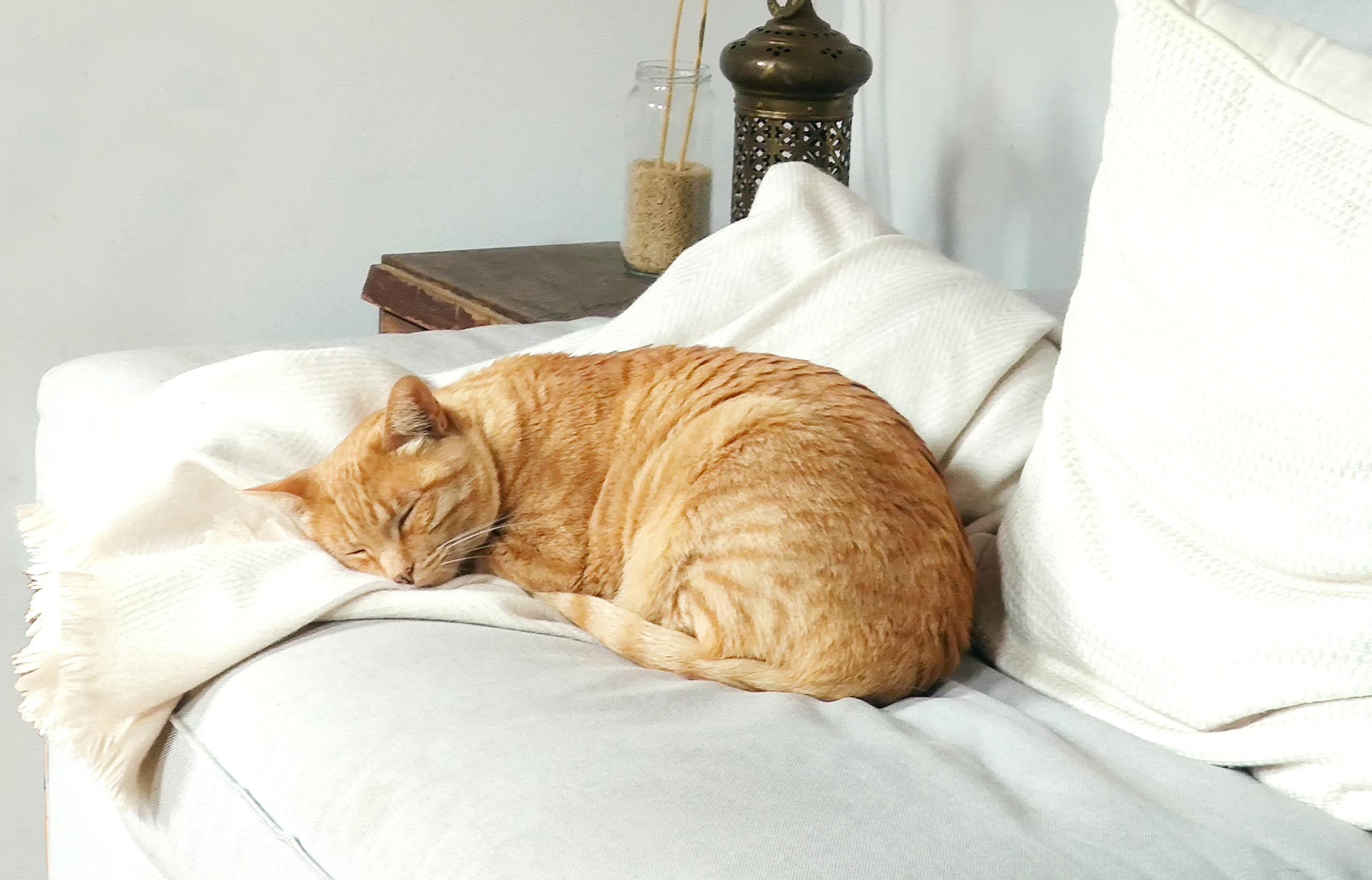 Très beau chat roux dormant sur un plaid sur un canapé