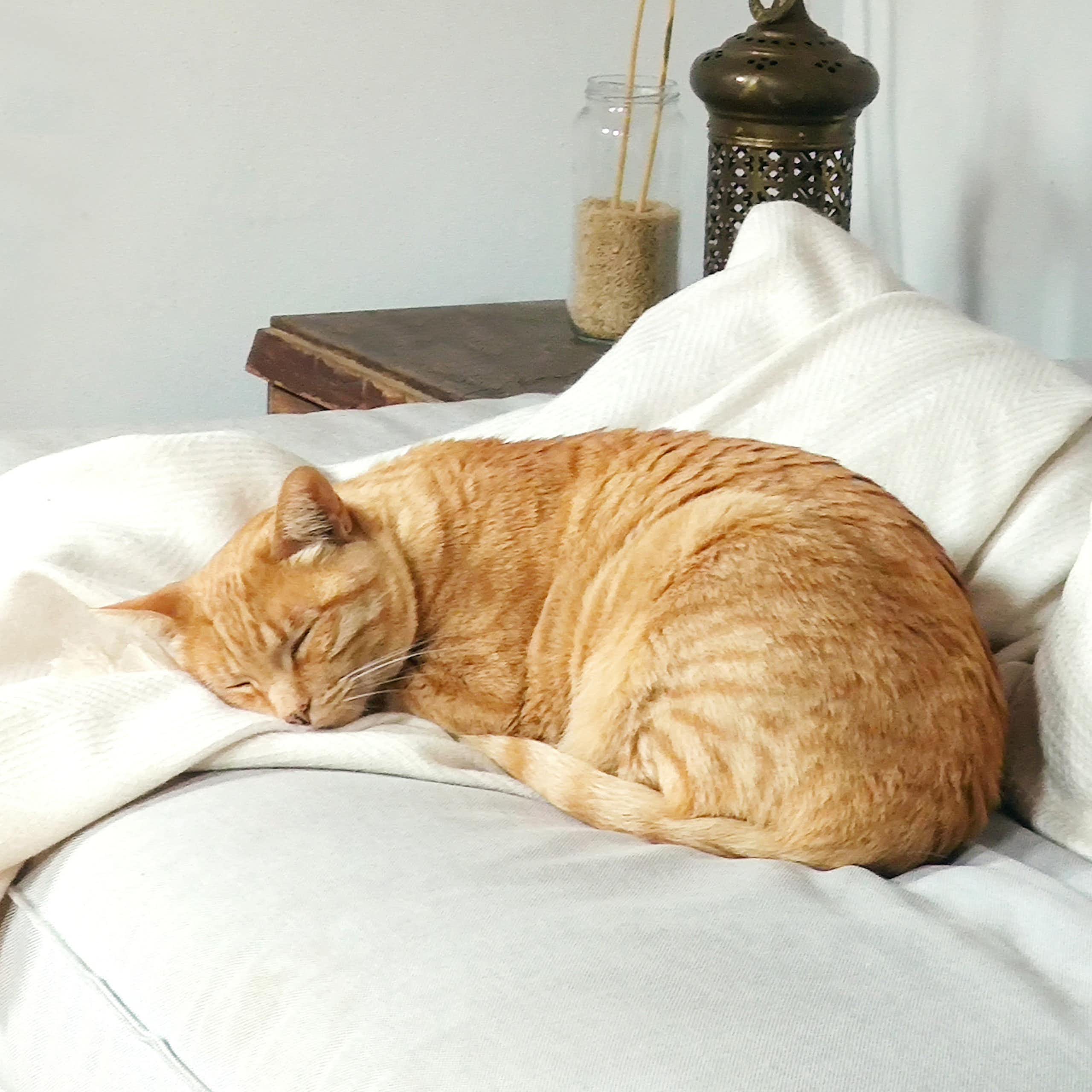 Très beau chat roux dormant sur un plaid sur un canapé