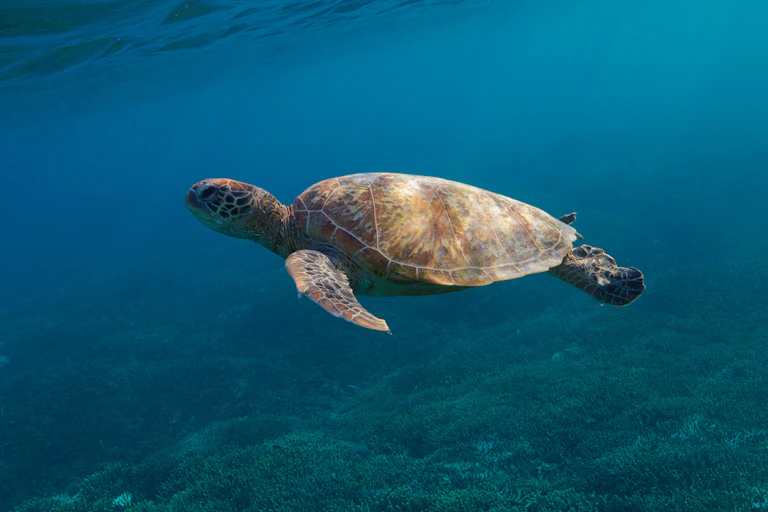 A green turtle swimming through blue ocean.