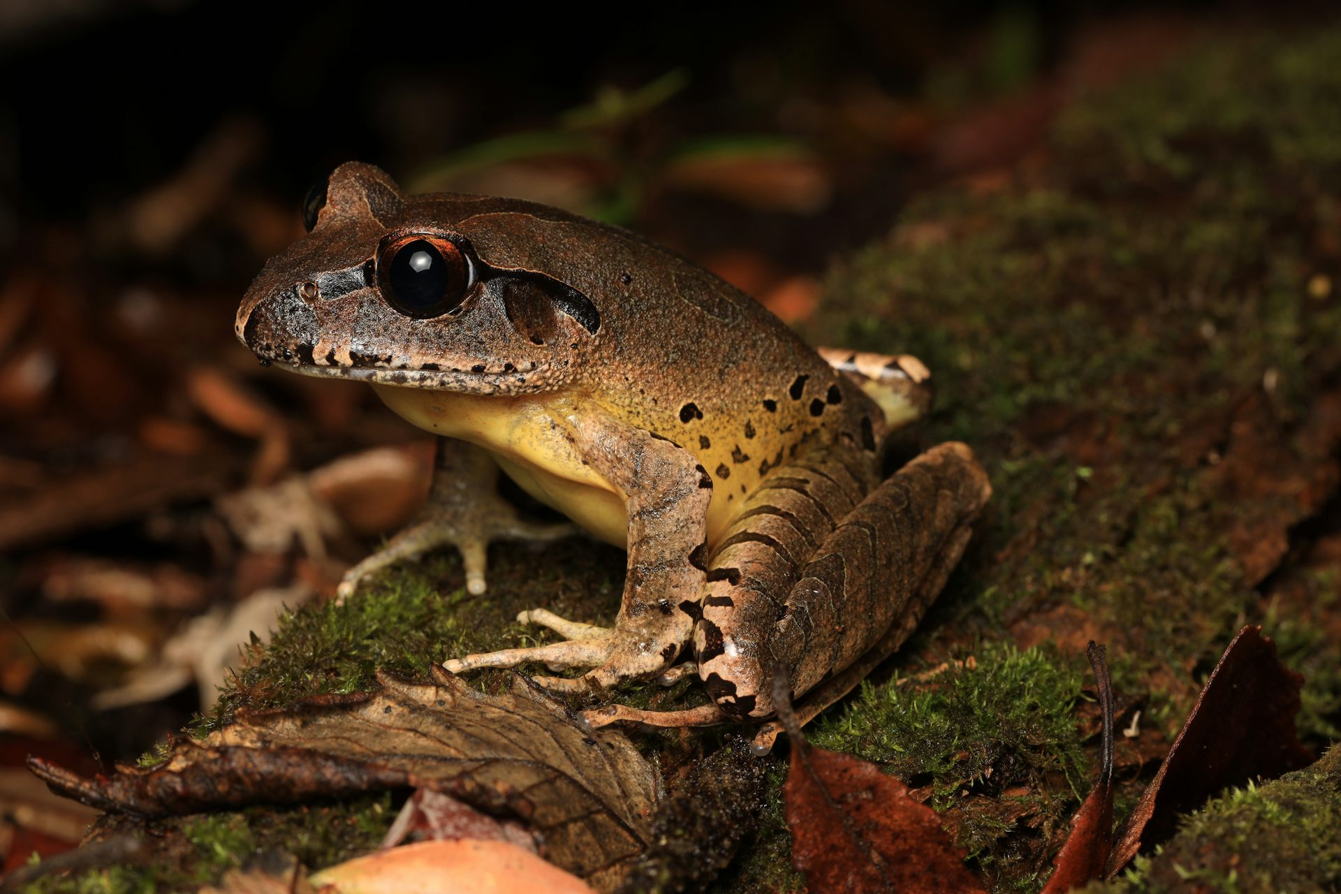 A mottled brown and yellow frog sits on leaf litter.