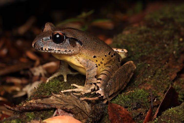 A mottled brown and yellow frog sits on leaf litter.