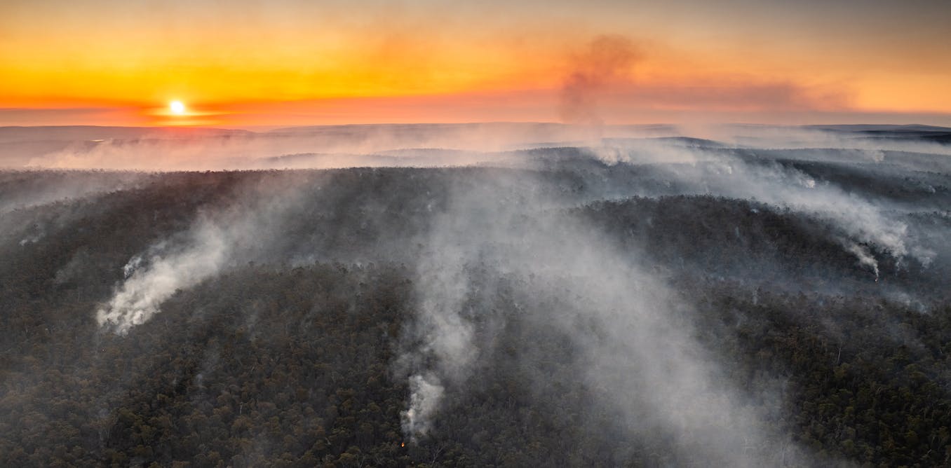 In 1939, a Royal Commission found burning forests leads to more bushfires. But this cycle of destruction can be stopped In 1939, a Royal Commission found burning forests leads to more bushfires. But this cycle of destruction can be stopped