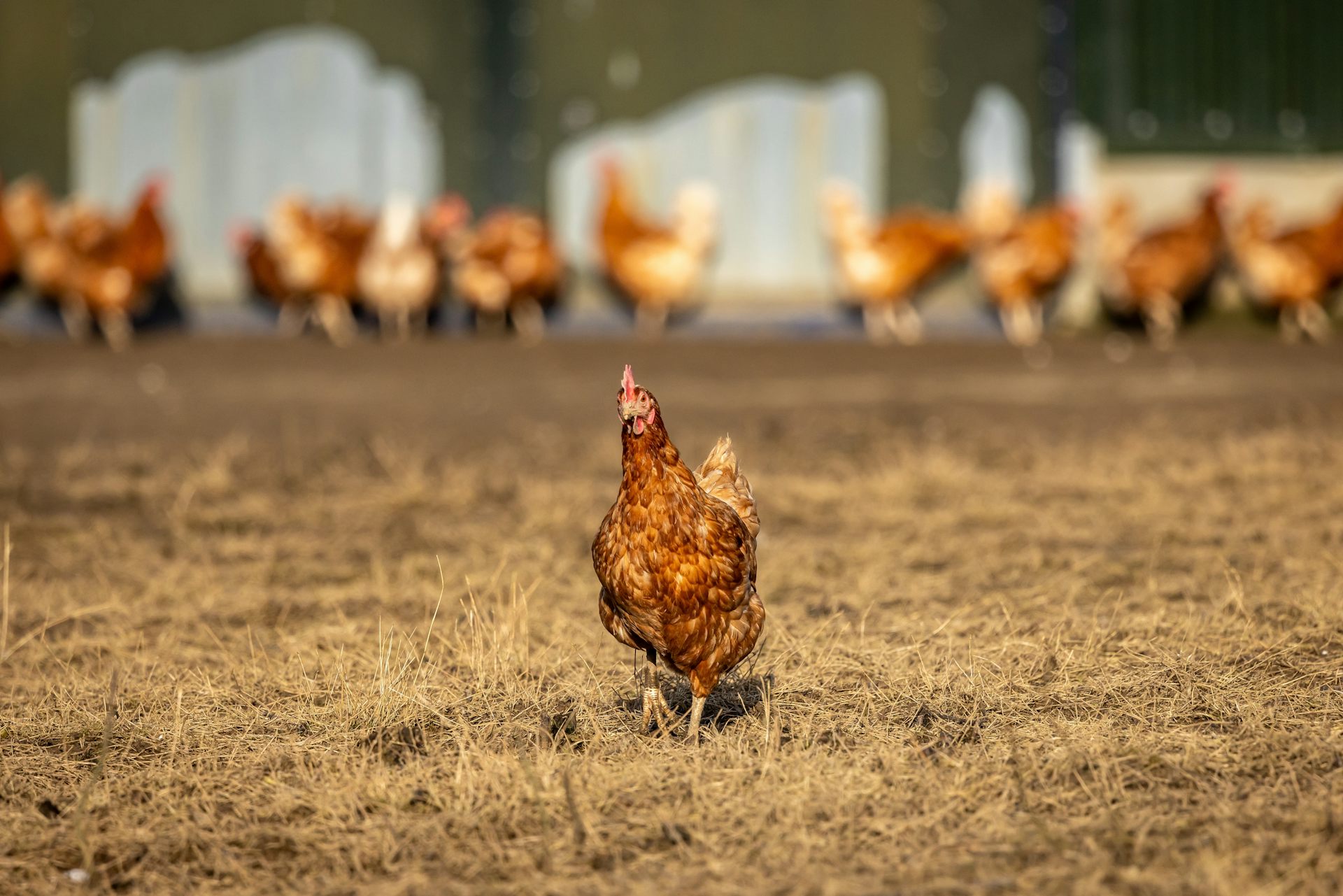 Chicken breaking away from a crowd of chickens, coming towards the camera.