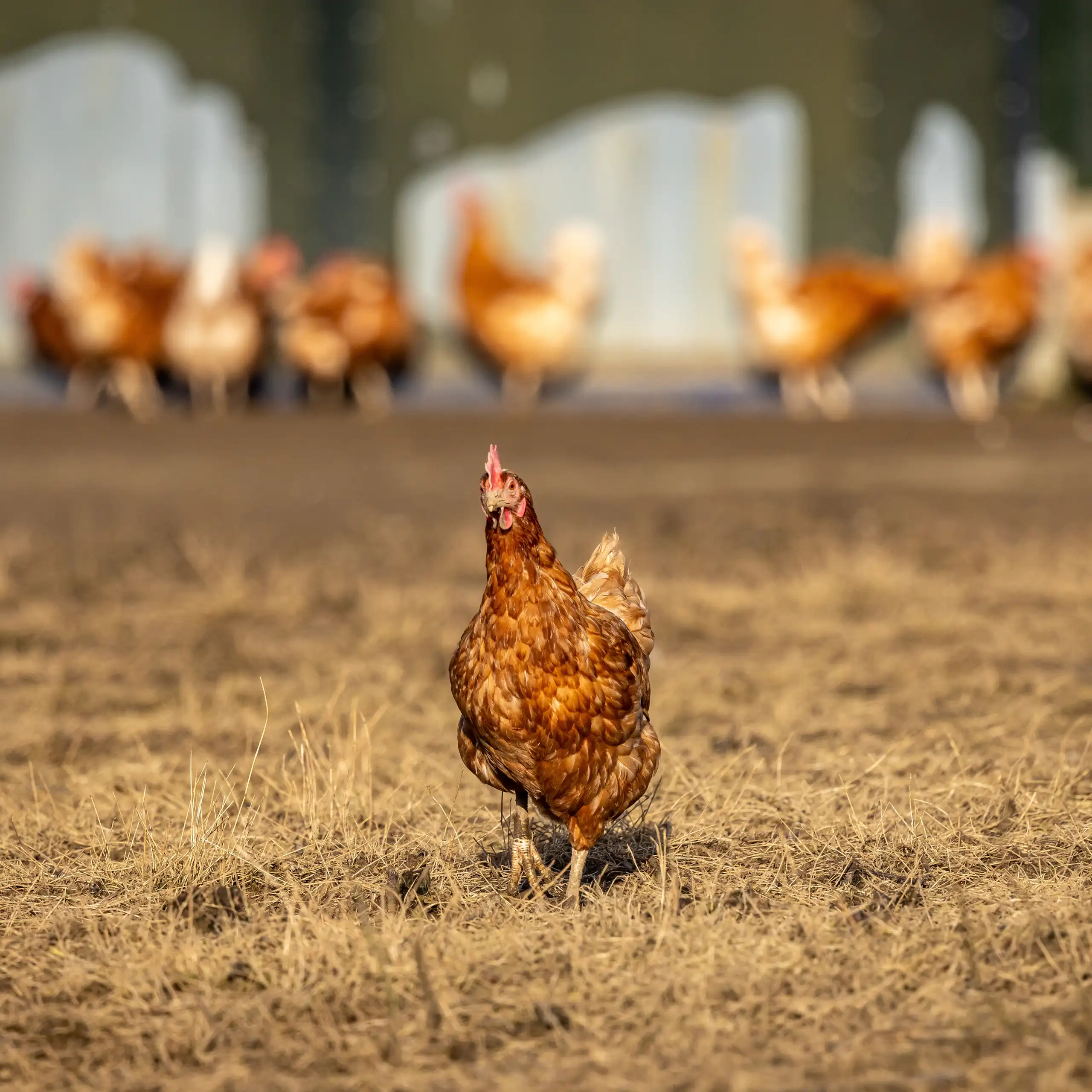 Chicken breaking away from a crowd of chickens, coming towards the camera.