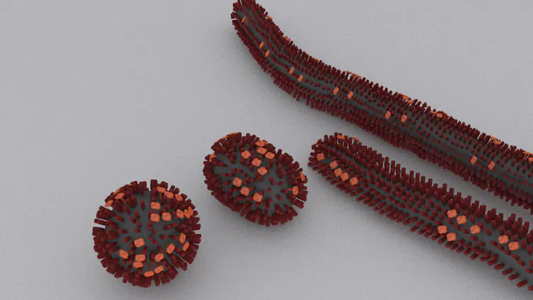 Model of influenza virus particles, based on electron microscopy data.
