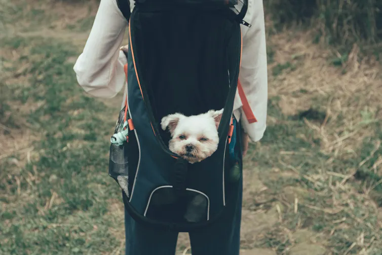 Chien dans un sac