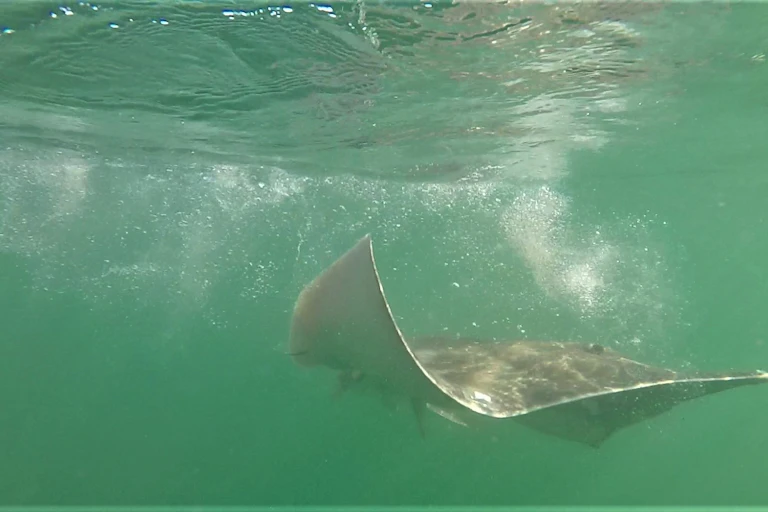 big grey skate swimming in sea
