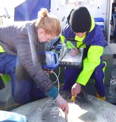 Introducing a brand new option to observe animals within the deep blue 1 two people on boat holding skate to tag it on deck