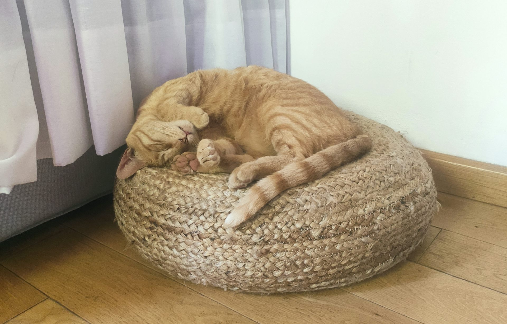 Très beau chat roux sur un coussin rond