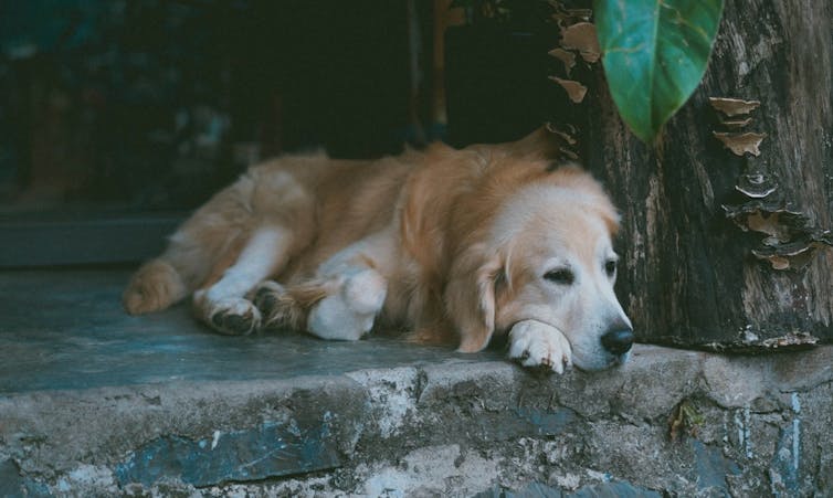 Golden retriever âgé allongé