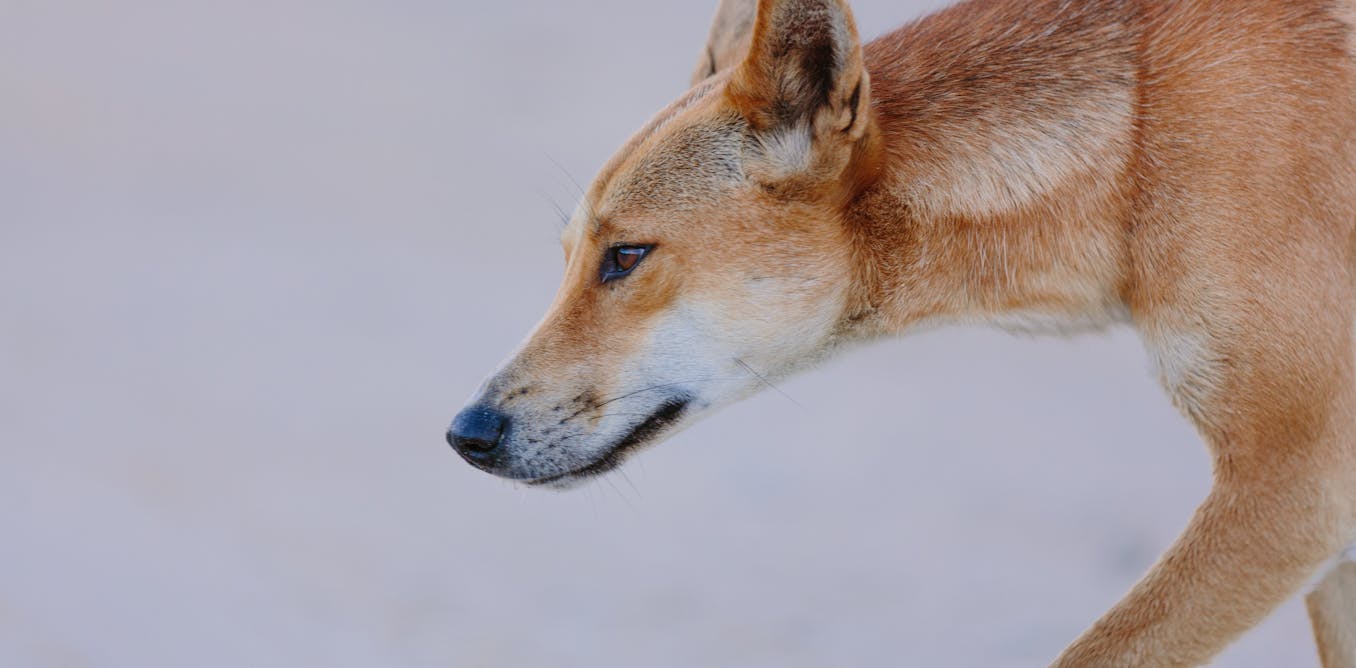 How European colonisation has created more animal hybrids How European colonisation has created more animal hybrids