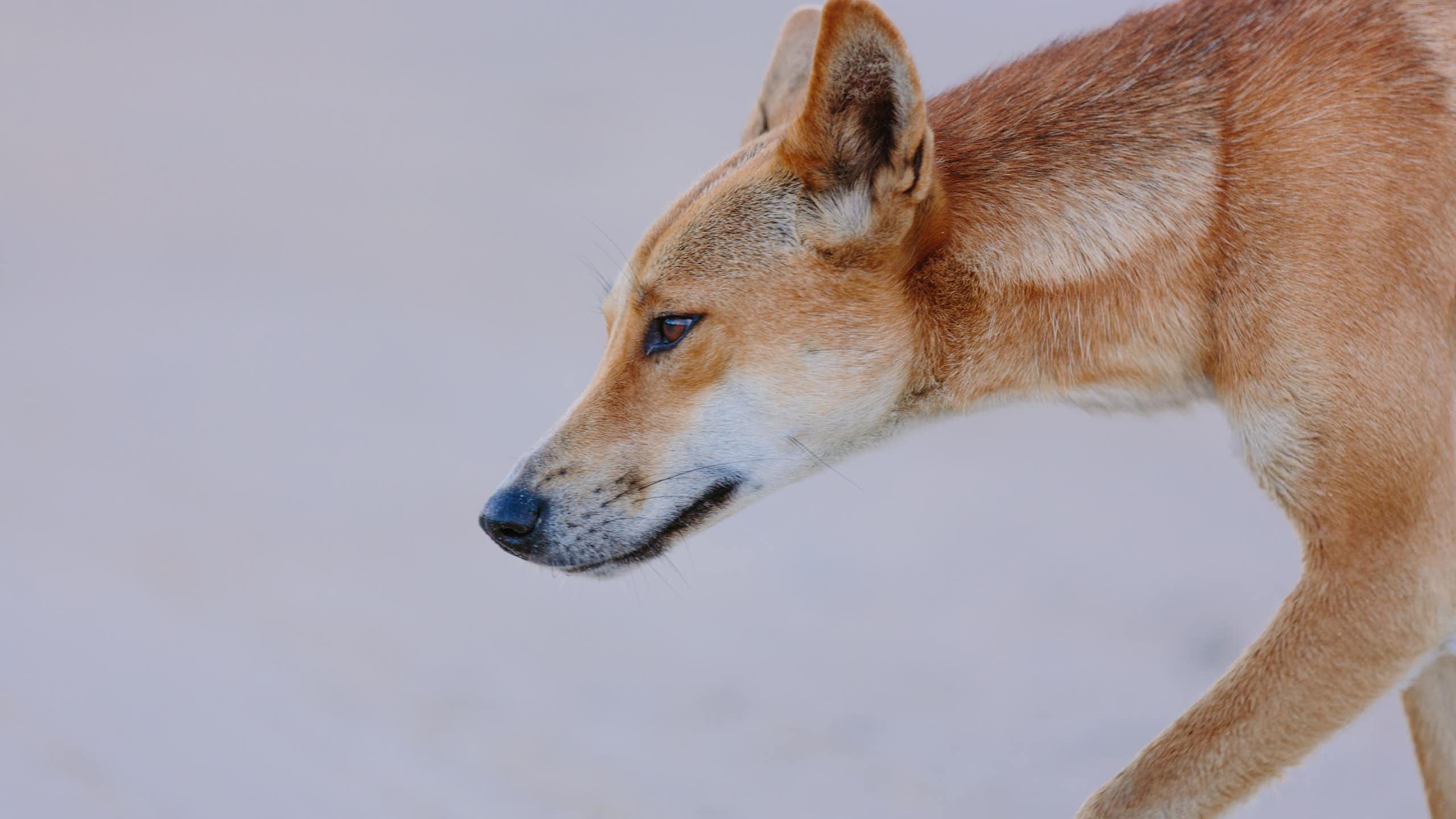 Profile of dingo walking along beach.