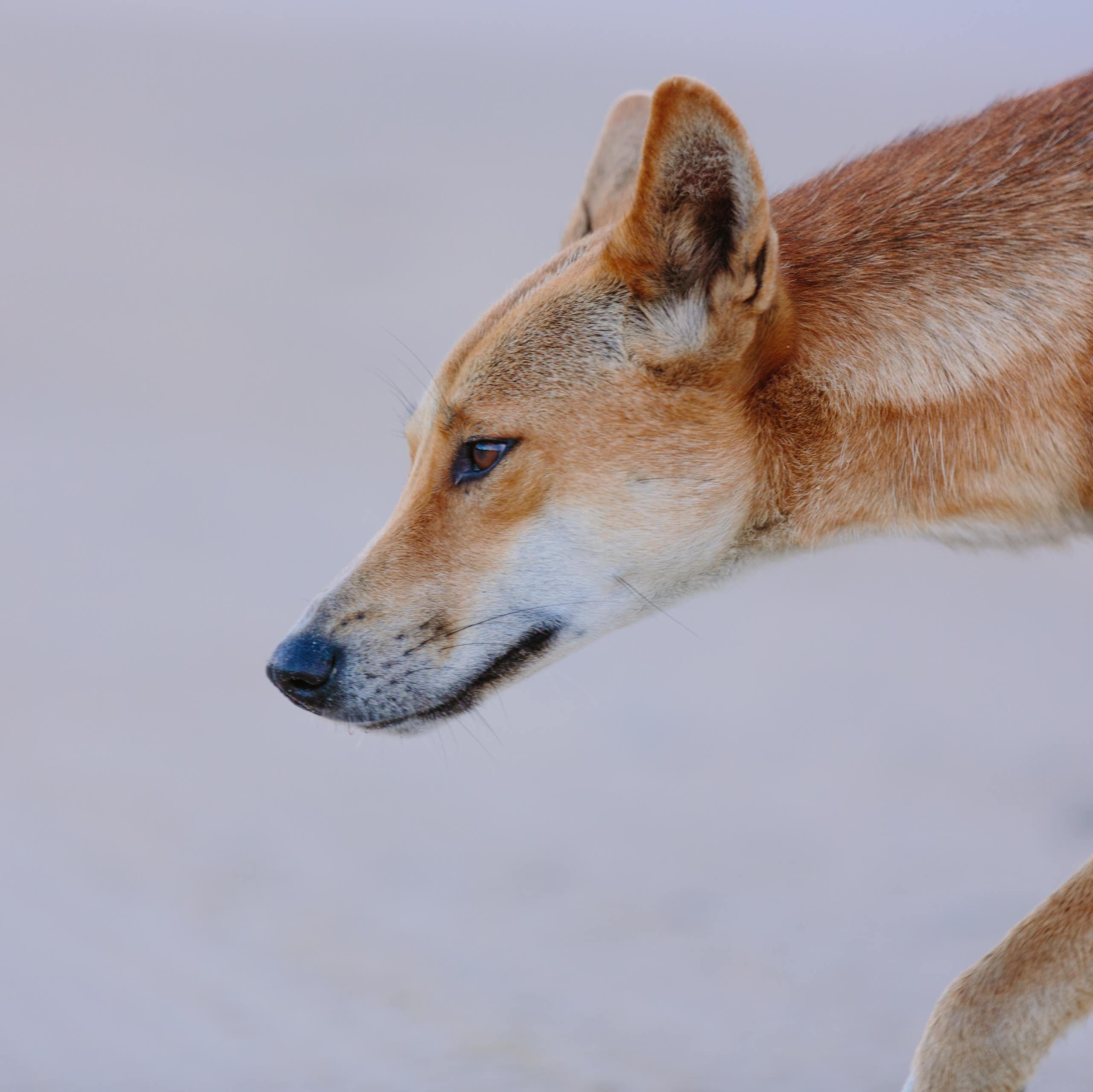 Profile of dingo walking along beach.