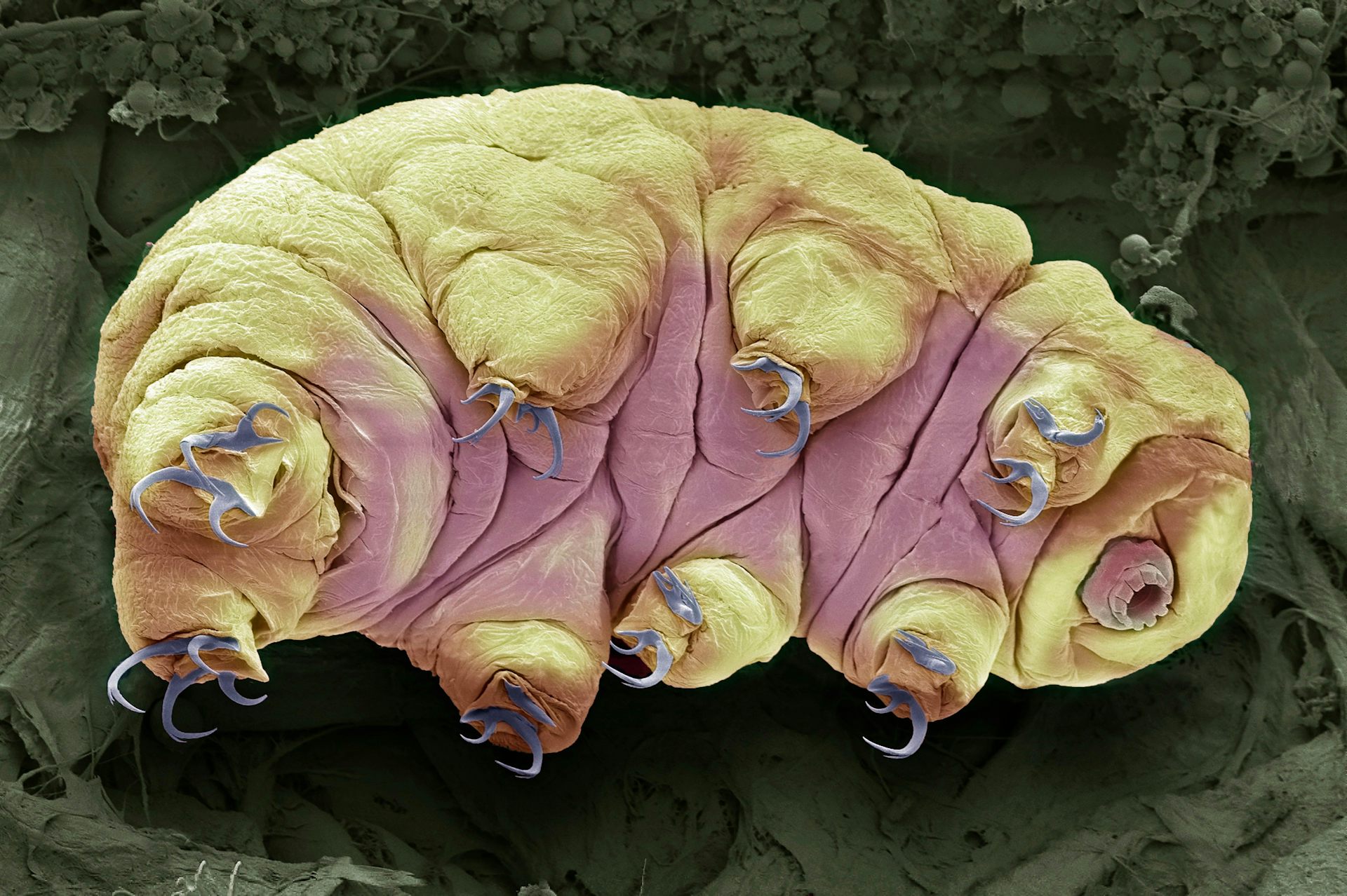 A tardigrade (water bear).