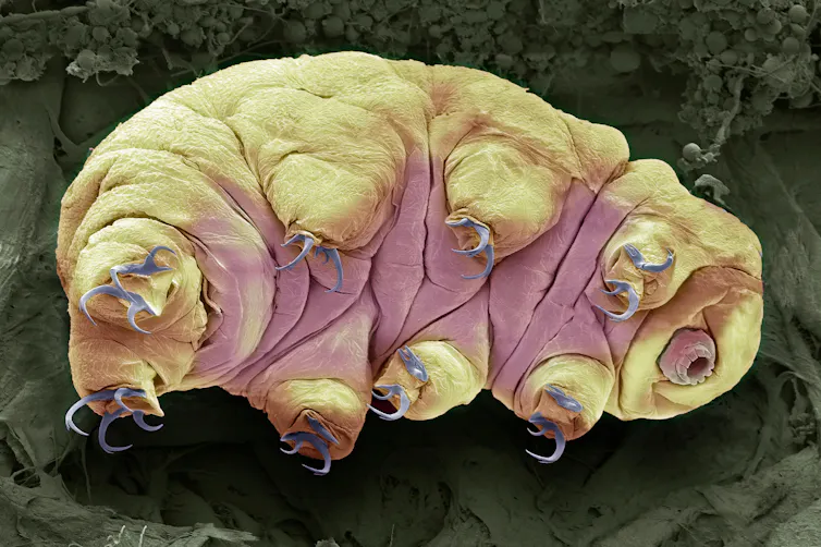 A tardigrade (water bear).