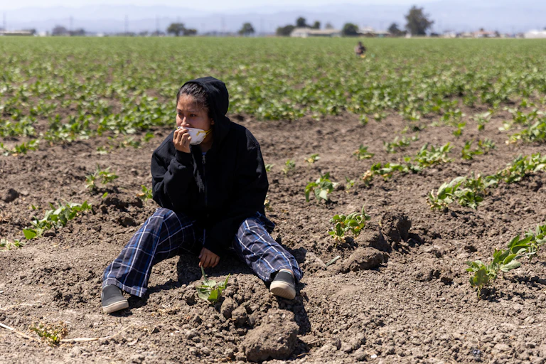 A person sits on the ground amid rows of plants.
