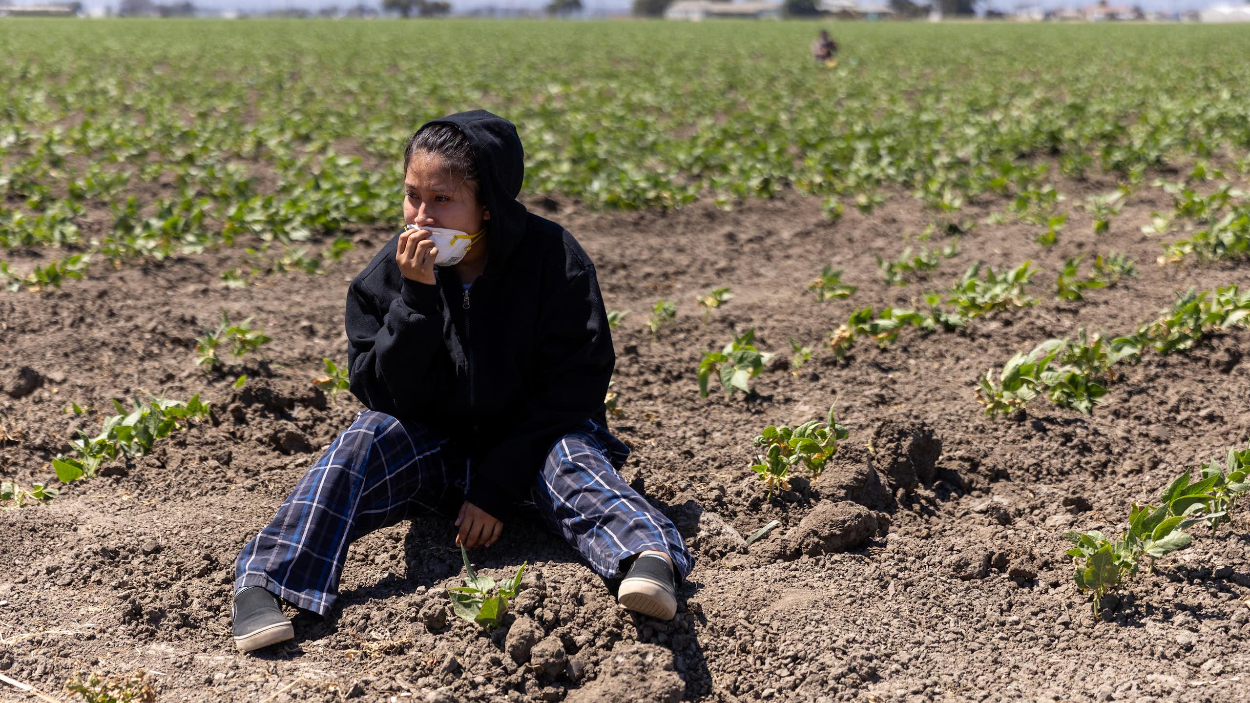 A person sits on the ground amid rows of plants.