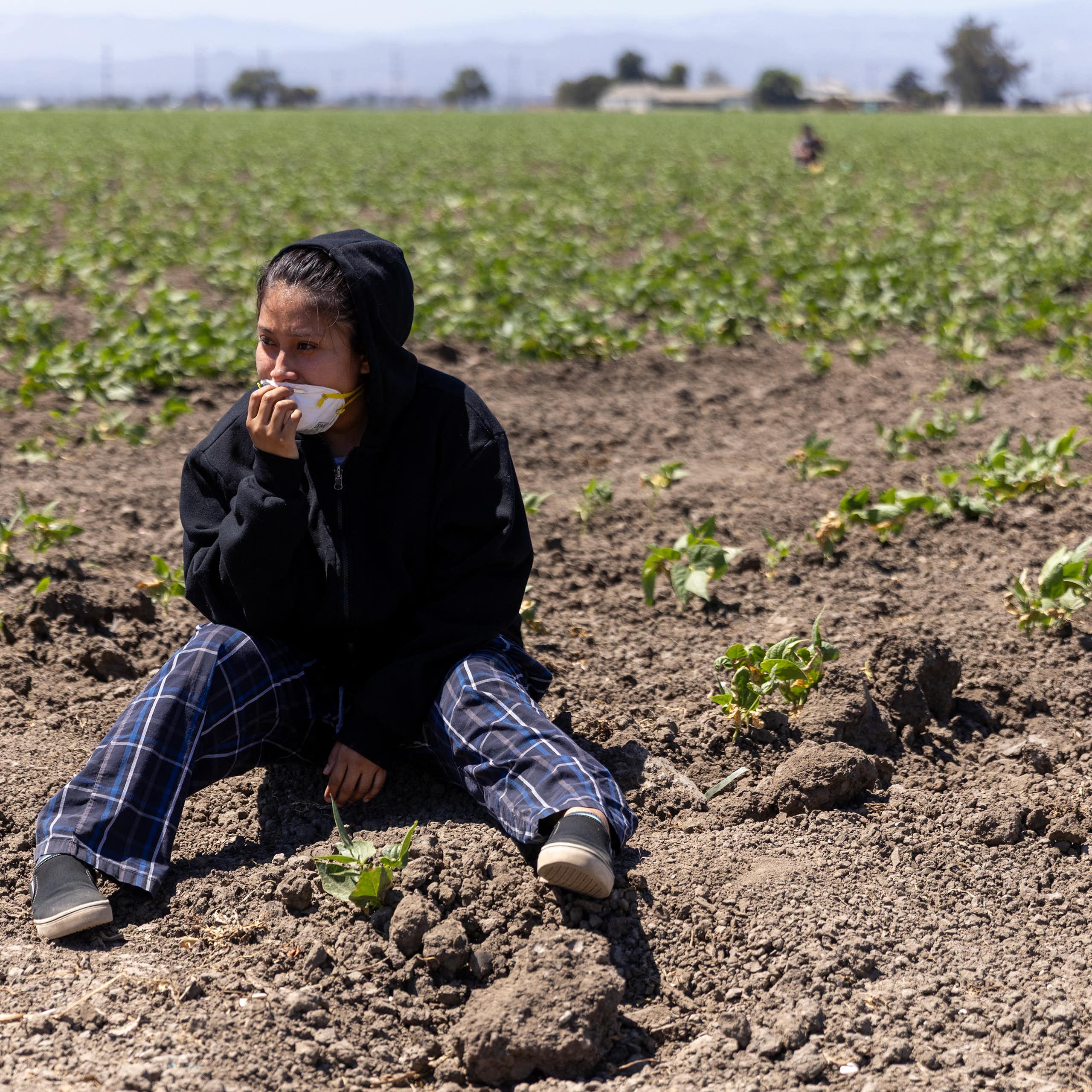 A person sits on the ground amid rows of plants.