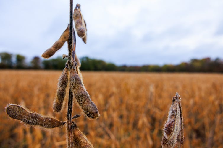 Bean pods hang off a stalk in the middle of a field.