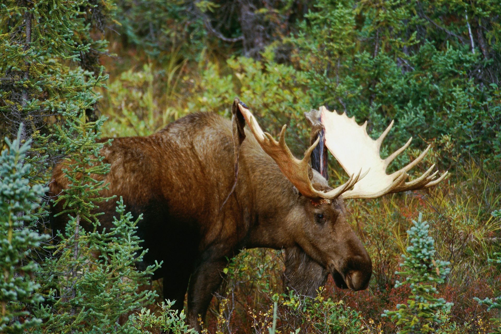 Are moose at risk from winter ticks?