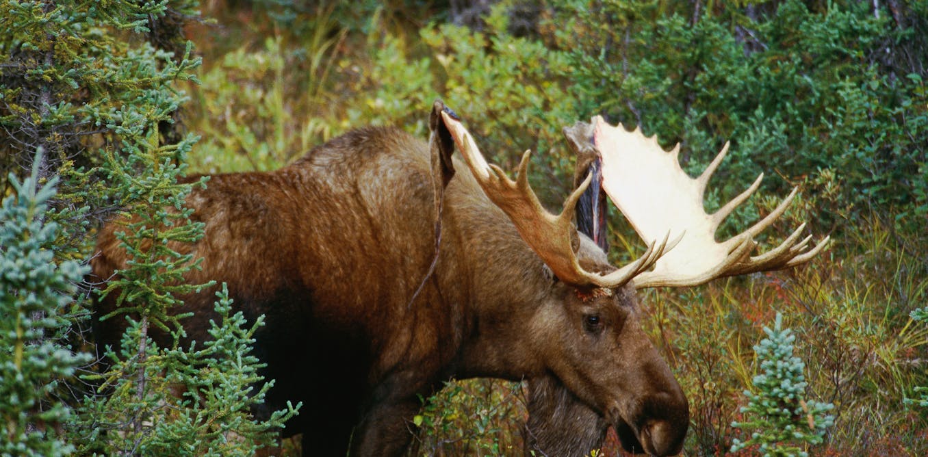 Are moose at risk from winter ticks? Are moose at risk from winter ticks?