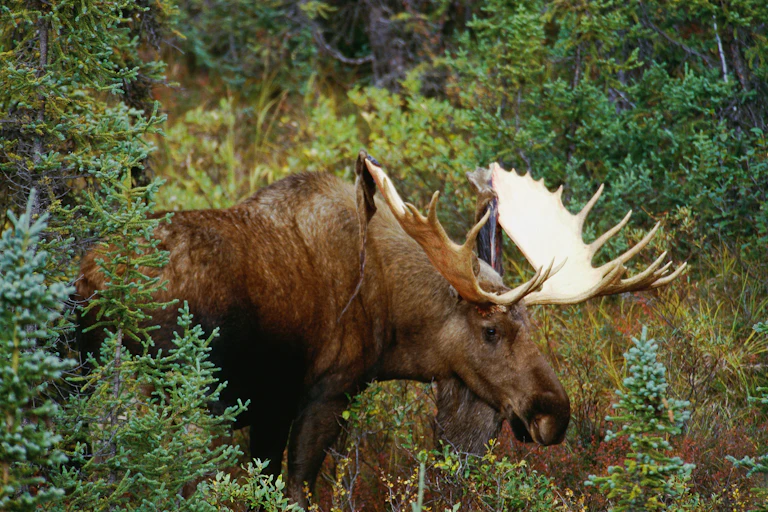A moose with large antlers