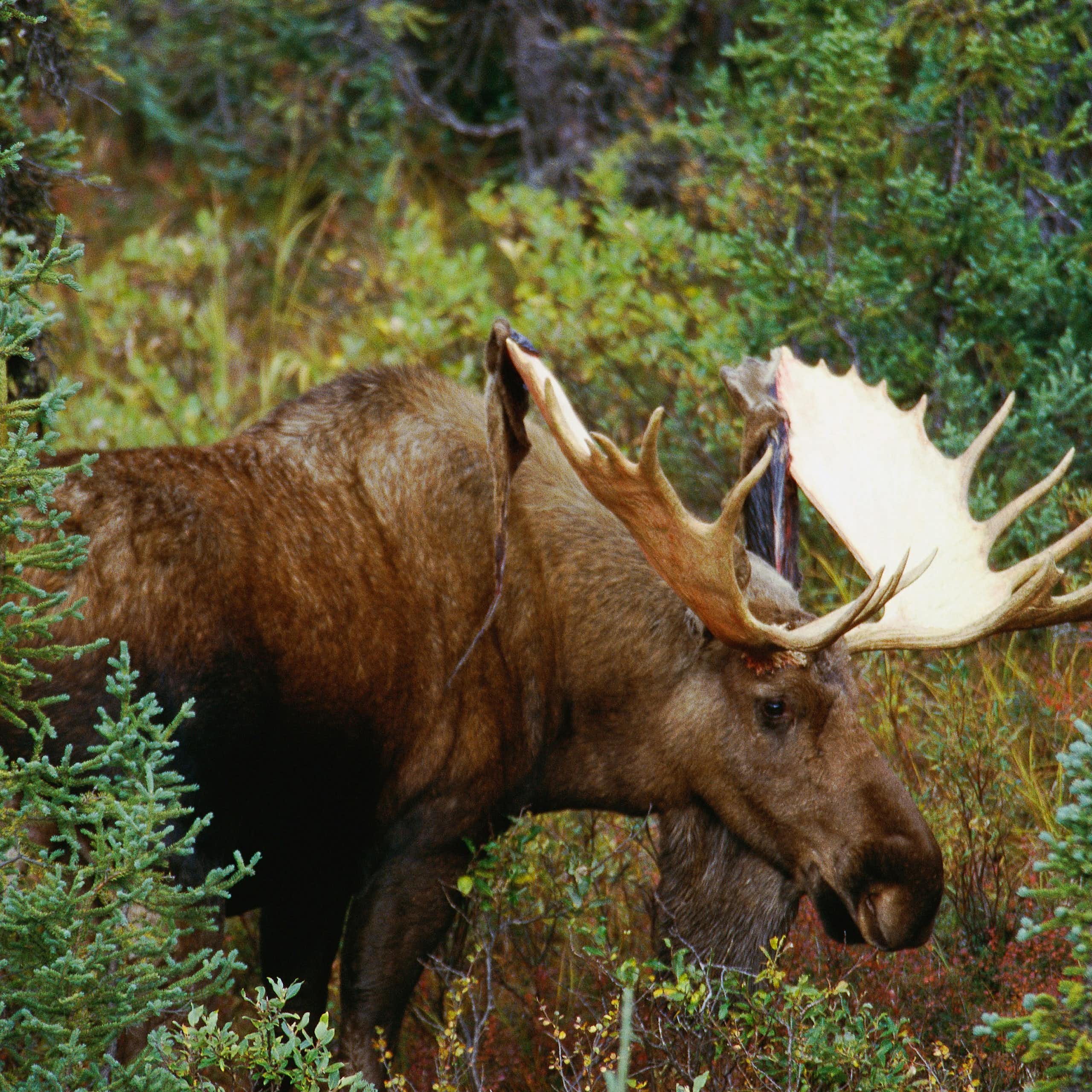 A moose with large antlers