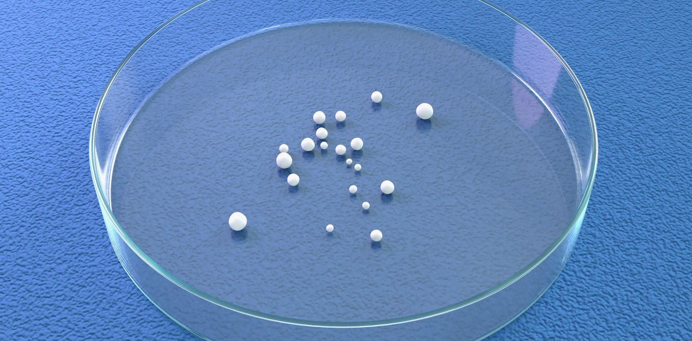 Mini brains, big questions: science is racing ahead of ethics