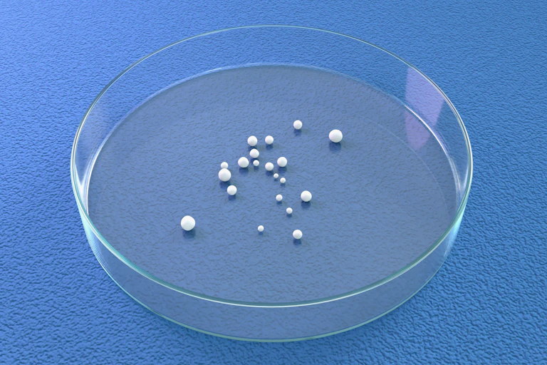 Brain organoids in a petri dish.