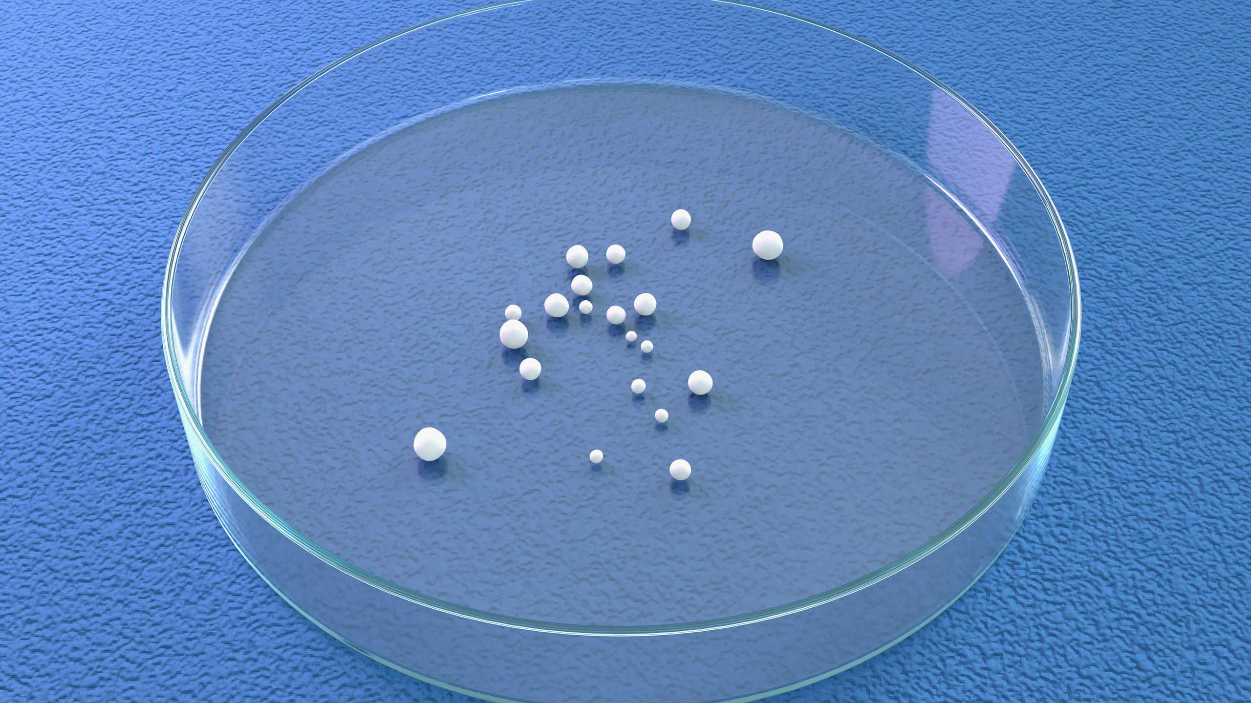 Brain organoids in a petri dish.