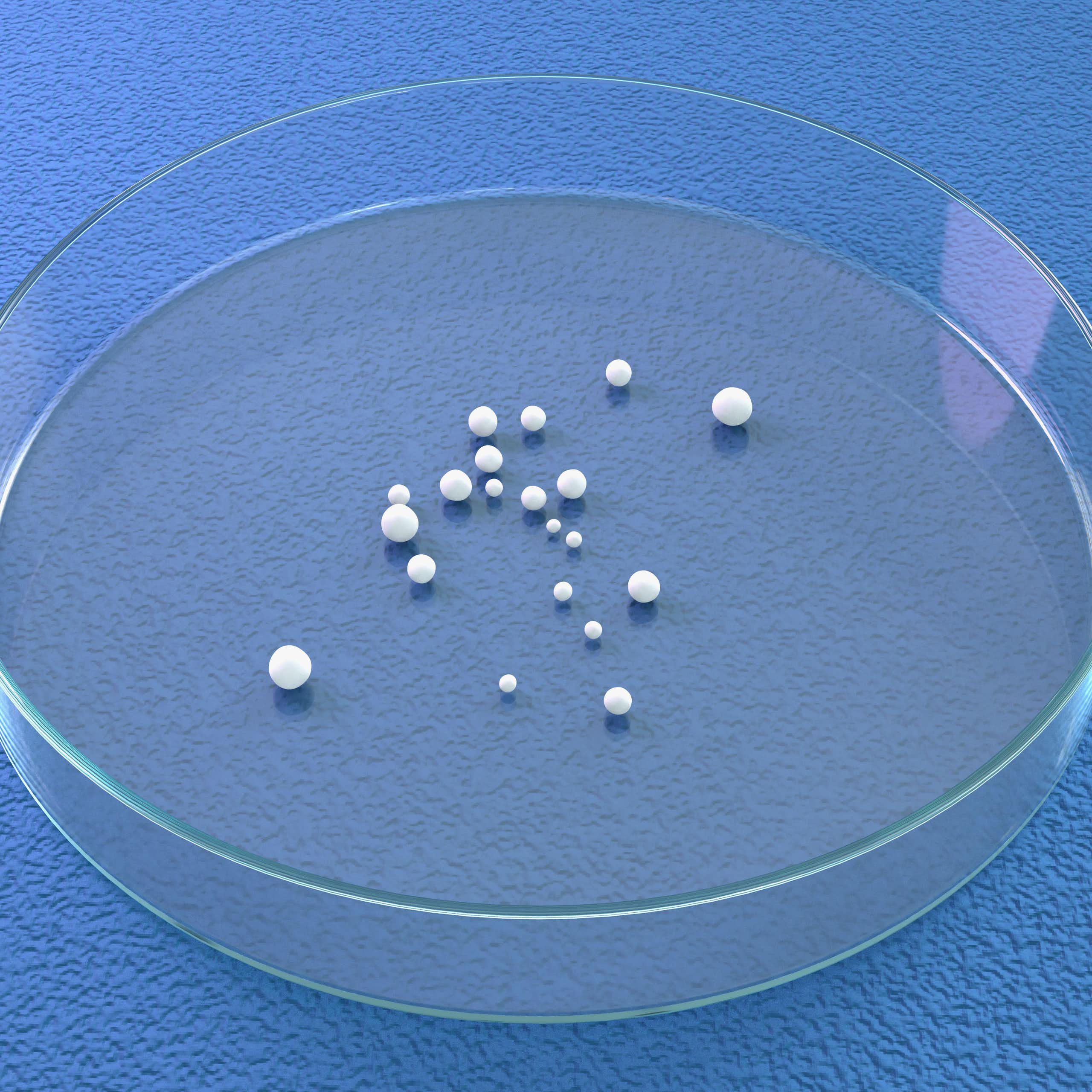 Brain organoids in a petri dish.
