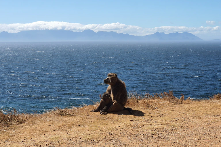 Adult and baby baboon sitting near the sea, with mountains in the background