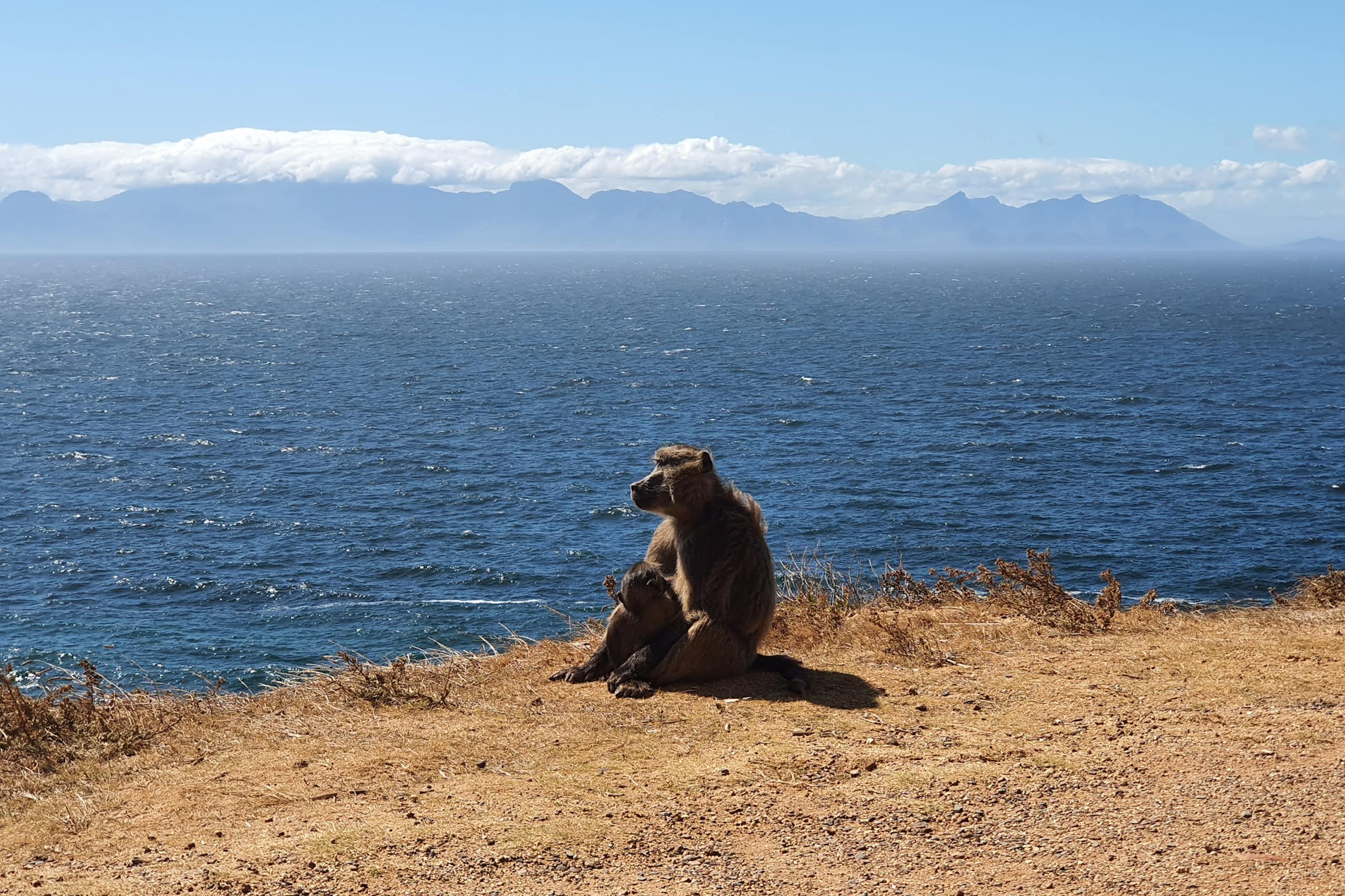 Adult and baby baboon sitting near the sea, with mountains in the background