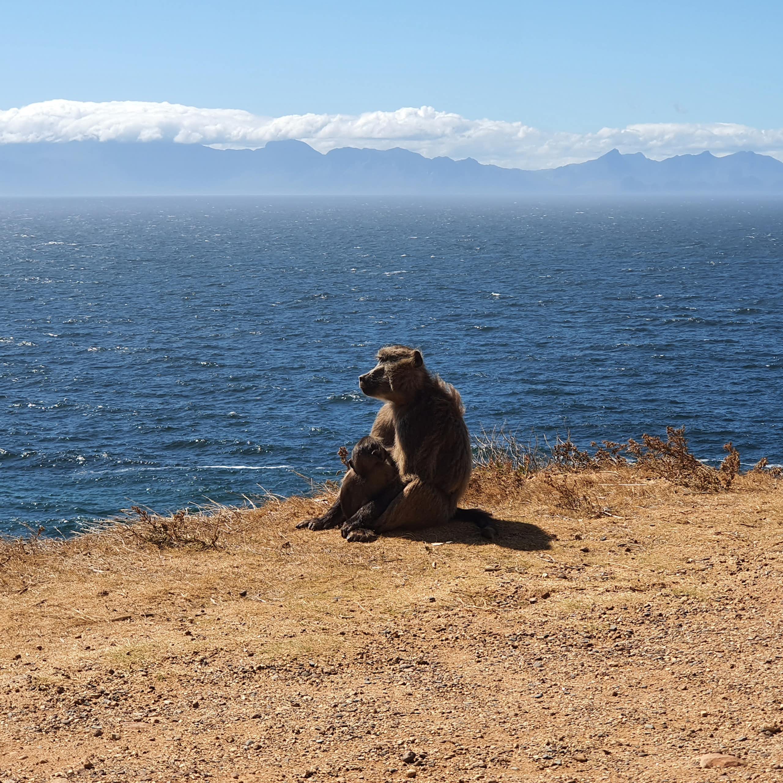 Adult and baby baboon sitting near the sea, with mountains in the background