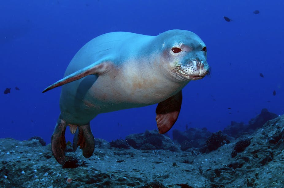 Marine species are more threatened than we thought – and we've only