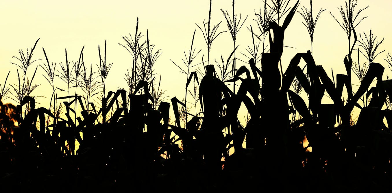 Climate change is affecting your food – and not in your favour Climate change is affecting your food – and not in your favour