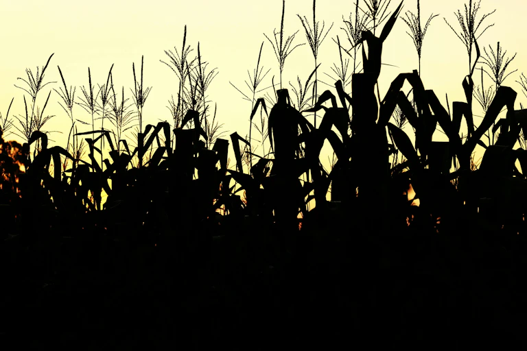 Silhouhette of a cornfield at sunset