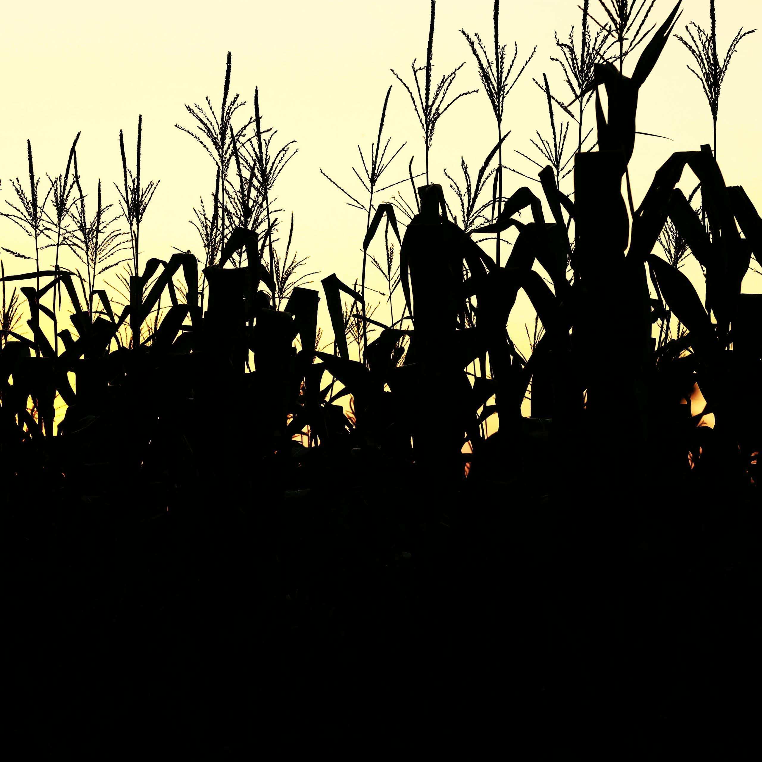 Silhouhette of a cornfield at sunset