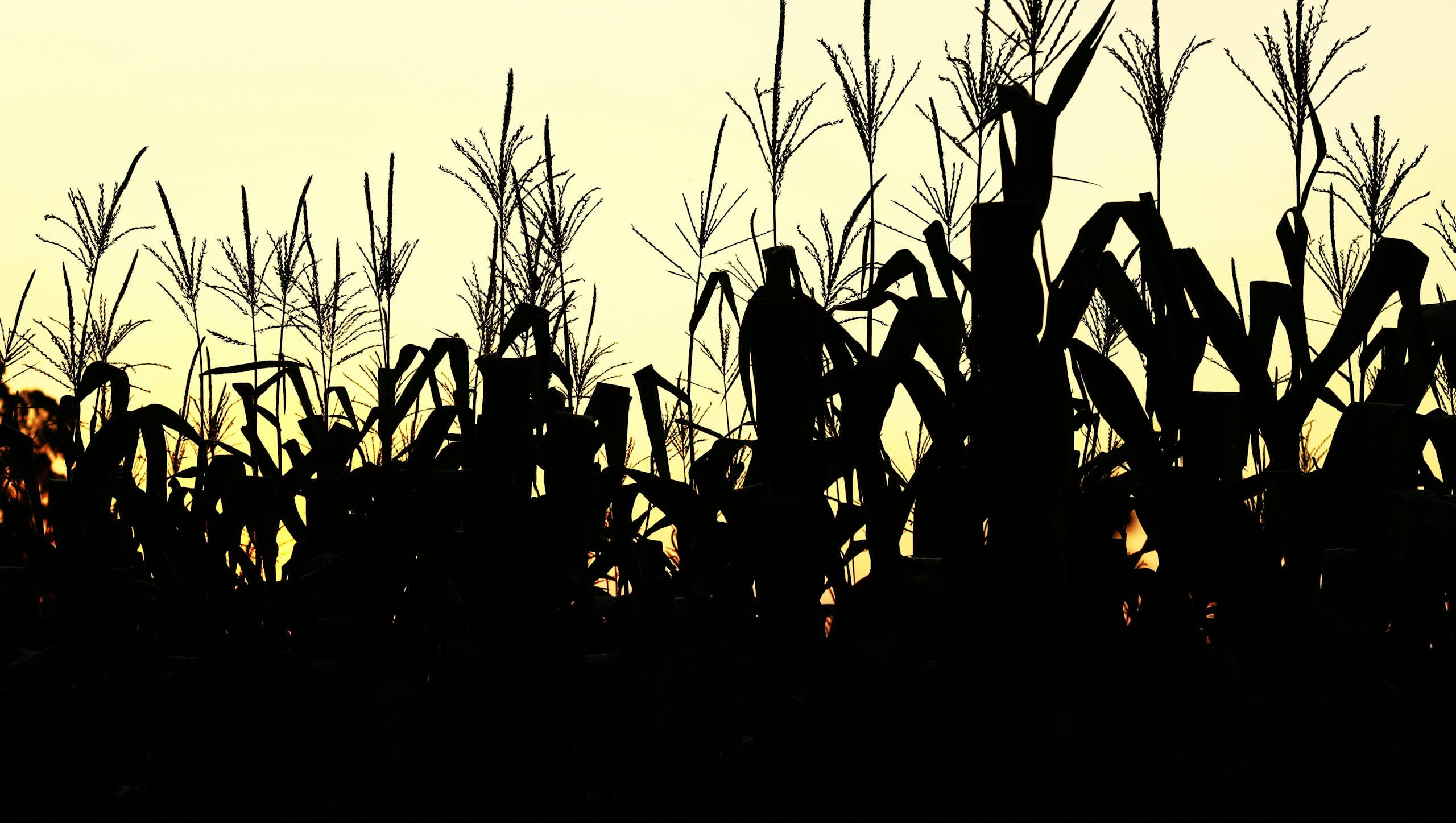 Silhouhette of a cornfield at sunset