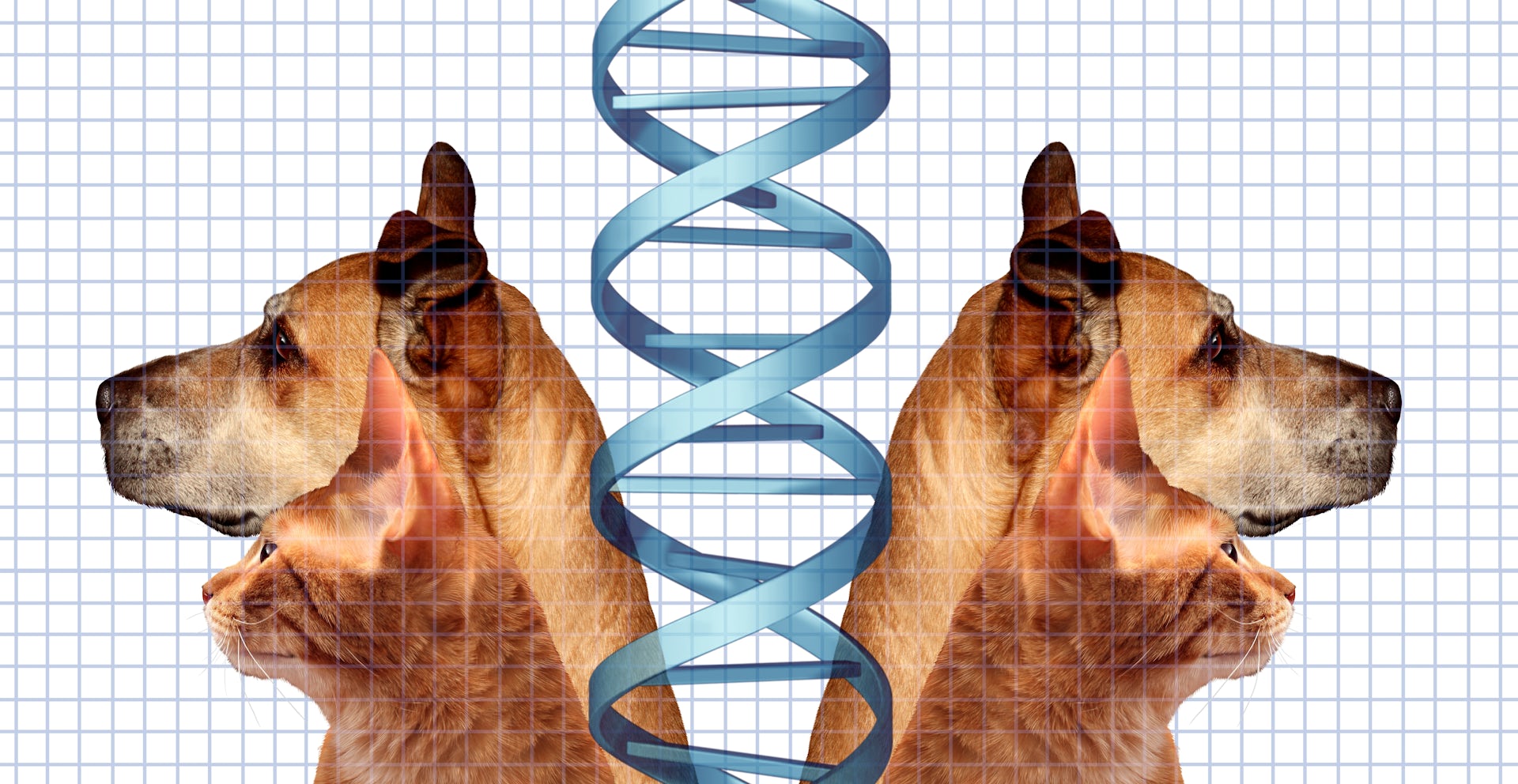 Two identical dogs and two identical cats, facing in opposite directions of their double. They are separated by a DNA strand in the centre.
